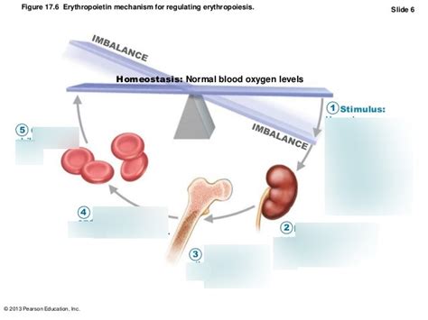 Erythropoietin Mechanism Diagram Quizlet