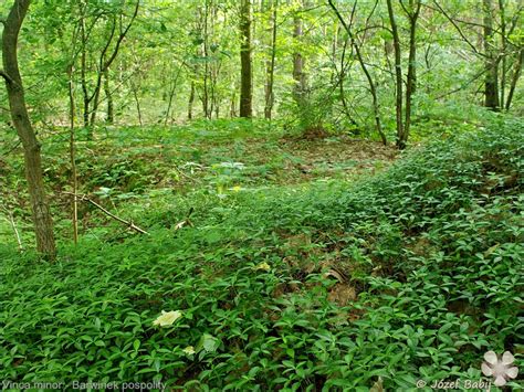 Plant Gallery Encyklopedia Roślin Vinca minor Barwinek pospolity