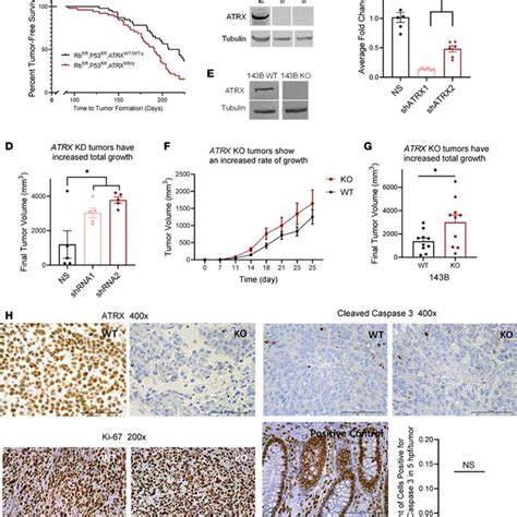 Atrx Ko Cells Have Greater Expression Of Integrin A And B B