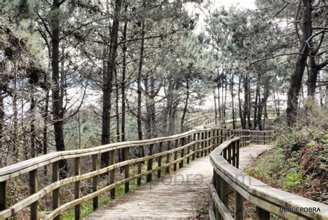 Los Rboles Son Poemas Que La Tierra Escribe En El Cielo Desdepobra