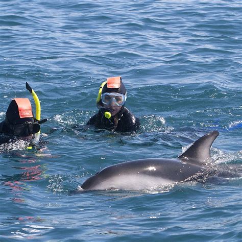 Swim with Dolphins in Kaikoura | Dolphin Encounter NZ