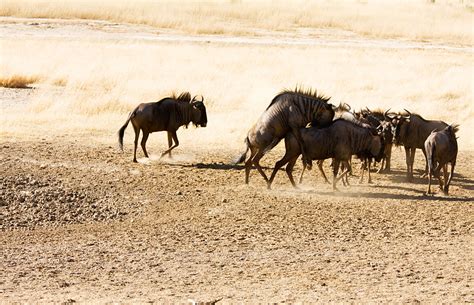 Kgalagadi Transfrontier Park – Travel guide, Map & More!