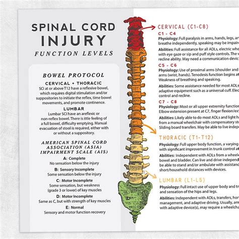 Spinal Cord Injury Chronic Stage At Frances Valenti Blog