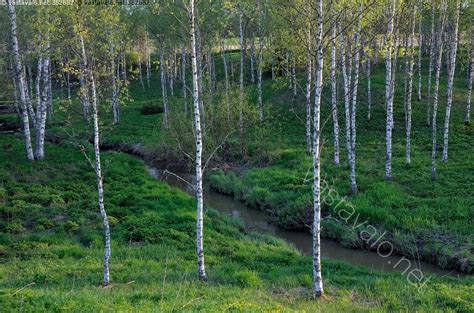 Kuva Kev Inen Koivikko Koivu Betula Koivut Koivikko Puut Kev T