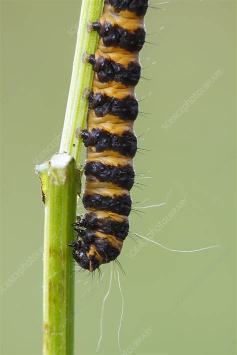 Cinnabar Moth Caterpillar Stock Image C0420392 Science Photo Library