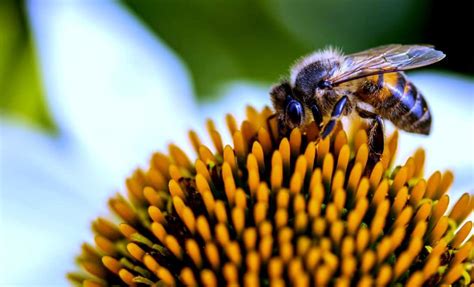 Onde As Abelhas Vivem - Abelhas: suas características e funções na natureza - MF Magazine