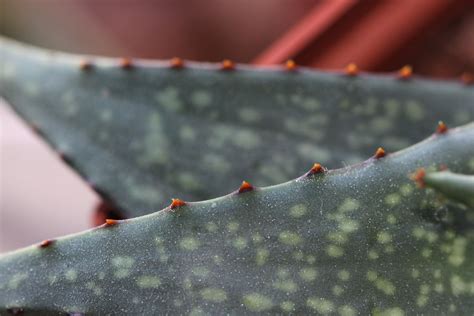 Aloe Lavranosii 2014 03 10 Cm Pot This Plant Was Bought Flickr