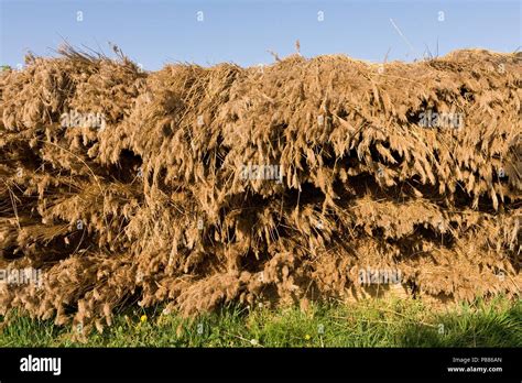 Balen hi-res stock photography and images - Alamy