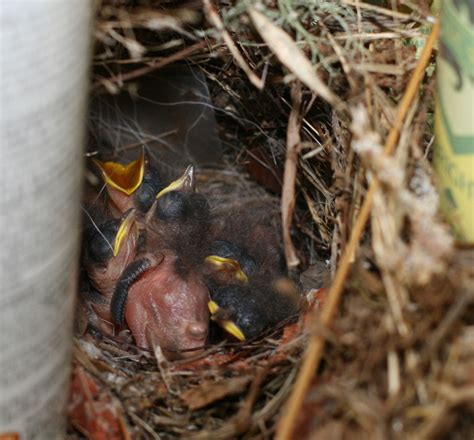 Baby Wrens Update 1 Mother Natures Son