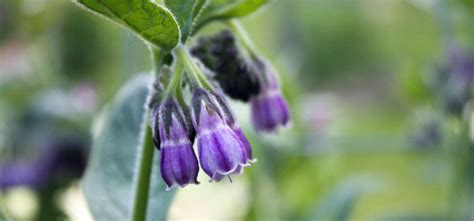 7 Best Uses For Comfrey