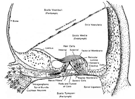 4 Cross Section Of A Single Turn Of The Cochlea Reproduced From Download Scientific Diagram