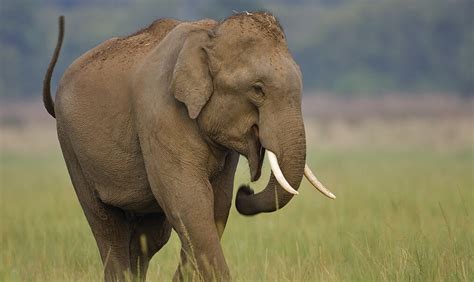 Asian Elephant Endangered Indian Elephants Characteristics Facts