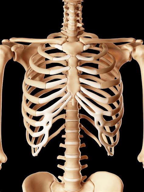 Human Ribcage By Science Photo Library