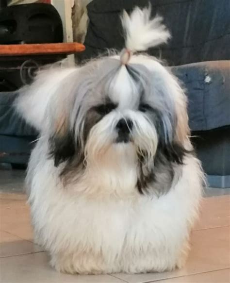 Chien Shih Tzu Roswell De Fu Xing