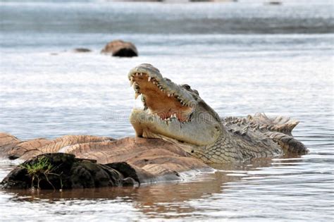 Ippopotamo Che Cammina Su Ad Un Gruppo Di Coccodrilli Fotografia Stock