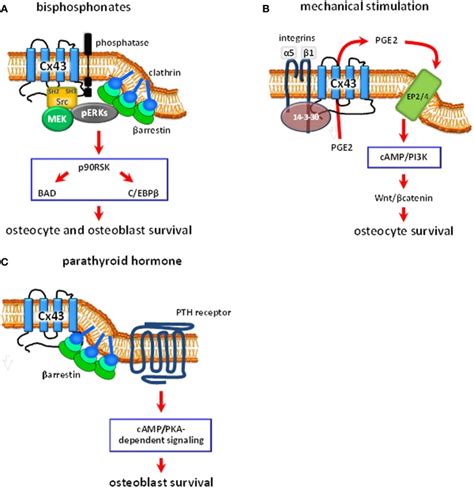 Schematic Representation Of The Proposed Intracellular Signaling