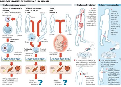 CÉLULAS MADRE LA CLAVE DE LA REGENERACIÓN El Rincón de la Ciencia y