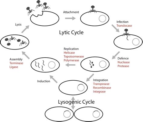 Steps Of The Lytic Cycle