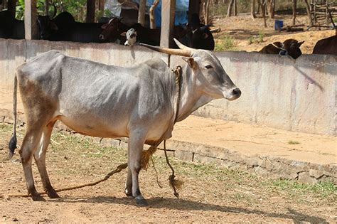 Amrit Mahal Cattle Oklahoma State University