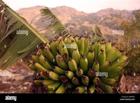 Zwei Bananen Hi Res Stock Photography And Images Alamy