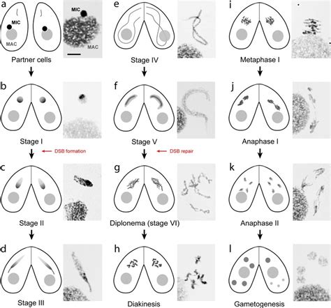 Tetrahymena Meiotic Stages Schematic Diagrams Of Mating Cells And