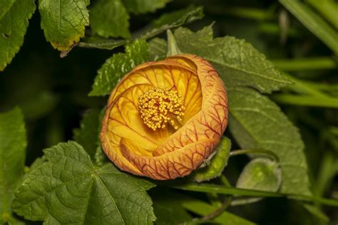 Flowering Maple Information How To Grow Abutilon Plants In The Garden