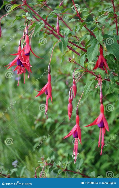 Dark Pink Fuchsia Flowers Stock Photo Image Of Fuchsia 61930464