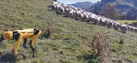 Pastorear E Colher Spot O Cão Robô Já Consegue Ajudar Na Agriculura