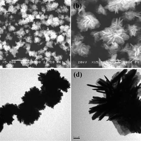 SEM A B And TEM C D Images Of Particle Like ZnO Sample ZnO 1