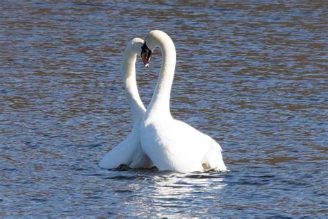 Loch Of The Lowes Wildlife Reserve Scottish Wildlife Trust