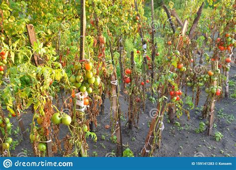 Los Tomates Crecen En Los Arbustos De Los Tomates Imagen De Archivo