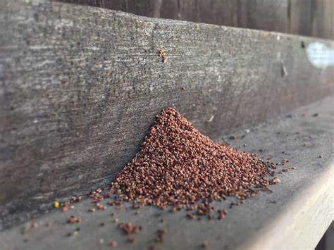 Guide to Termite Droppings Frass and Poop - Identification & Pictures