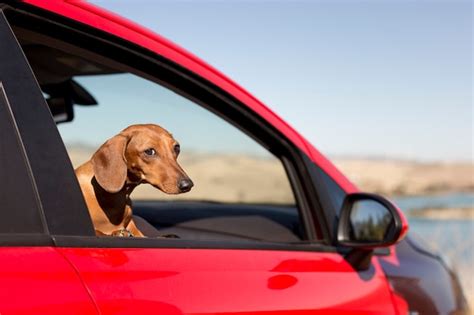 Cachorro fofo olhando pela janela do carro Foto Grátis