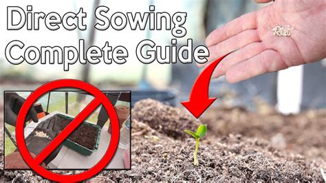 Sowing Seeds Straight Into The Ground Step By Step For Seed Direct