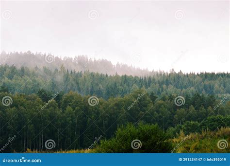 Foggy forest landscape stock image. Image of autumn - 291234147