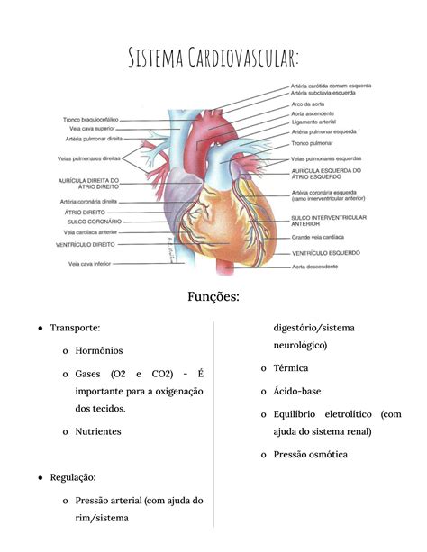 SOLUTION Resumo Completo Sistema Cardiovascular Docx Studypool