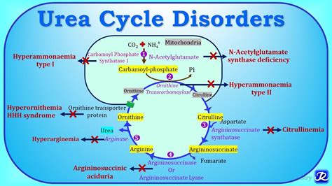 6 Urea Cycle Disorders UCD Amino Acid Metabolism Biochemistry N