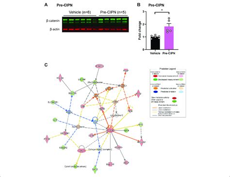 Upregulation Of ß Catenin Ctnnb1 With Pronounced Effects On Download Scientific Diagram