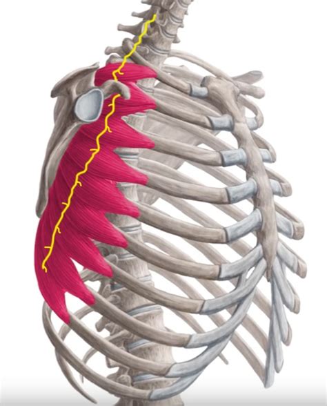 Long Thoracic Nerve Entrapment