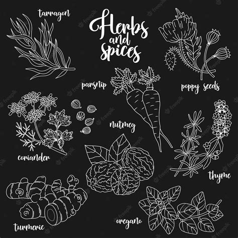 Premium Vector Spices And Herbs Vector Set Contour On Dark