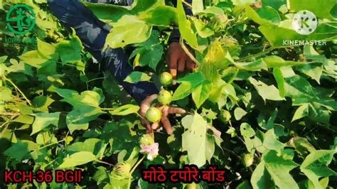 New Variety Kaveri Seeds Ll नवीन वाण Kch 36 Bg Ll Prafulbhoyar New Cotton Project Youtube