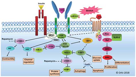 Alteration In Cardiac PI3K Akt MTOR And ERK Signaling Pathways With The