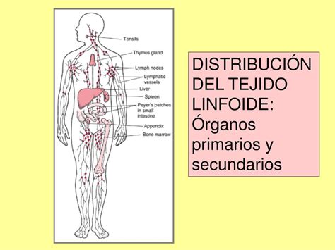 Ppt Órganos Y Tejidos Linfoides Y Células Del Sistema Inmune Powerpoint Presentation Id 855374