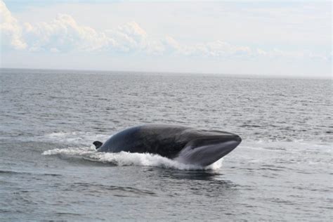 Le Rorqual De Minke Et Rorqual Nain Petit Rorqual The Lost Cetacean