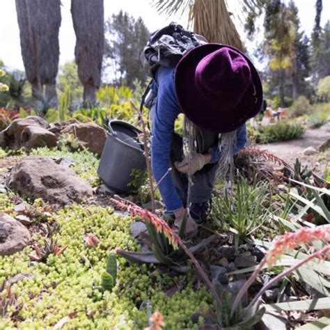 Ways To Support The Ruth Bancroft Garden Nursery