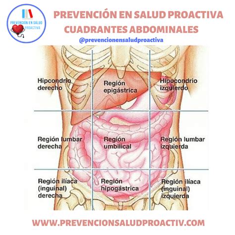 Cuadrantes Abdominales Prevenci N En Salud Proactiva