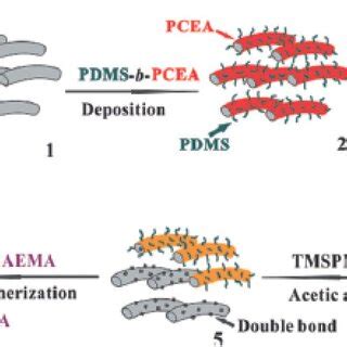 A Schematic Diagram Illustrating The Formation Process Of The