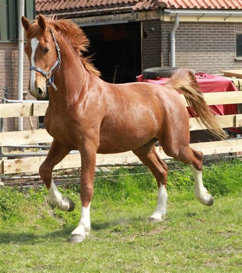 Le Gelderland - Un Gelderland au trot en liberté | Races de chevaux, Cheval, Attelage