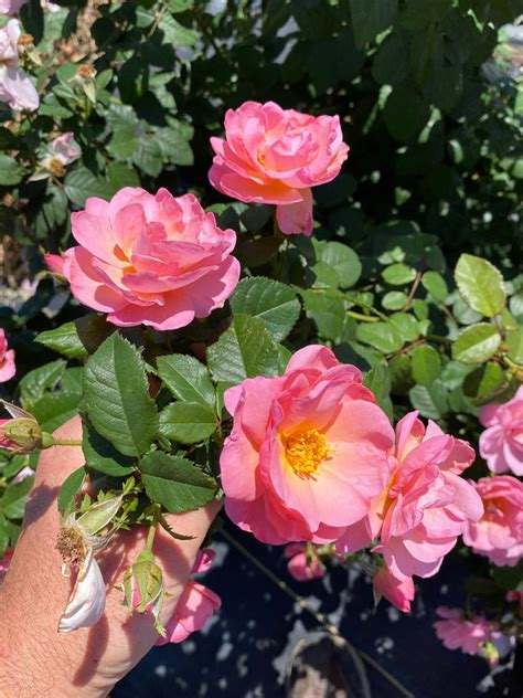 Products – Antique Rose Emporium