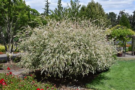 Tricolor Willow Salix Integra Hakuro Nishiki In Denver Centennial Littleton Aurora Parker